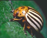 beetle1.jpg (12029 bytes)