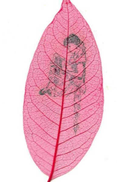 AntiChineseLeaf02L.jpg (52267 bytes)