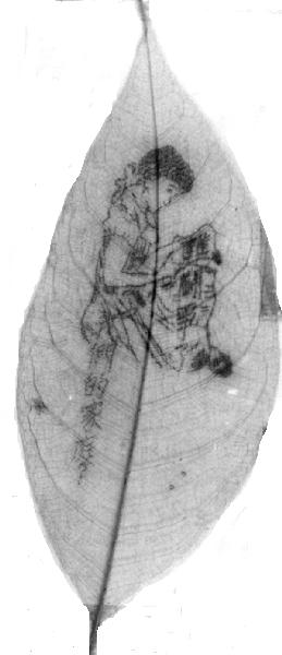 UnknownJapaneseleafBW2.jpg (19215 bytes)